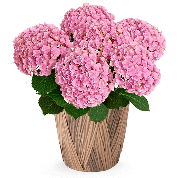 母の日 産直花鉢植え特集21 フラワーギフト通販なら花キューピット