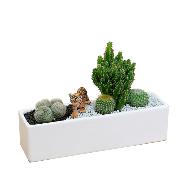 【産直　サボテン・多肉植物】サボテン寄せ植え（トラ）