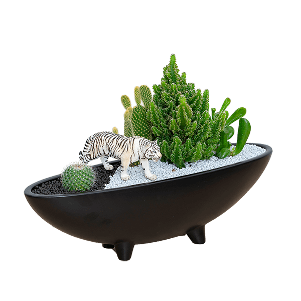 【産直　サボテン・多肉植物】サボテン寄せ植え（ホワイトタイガー）