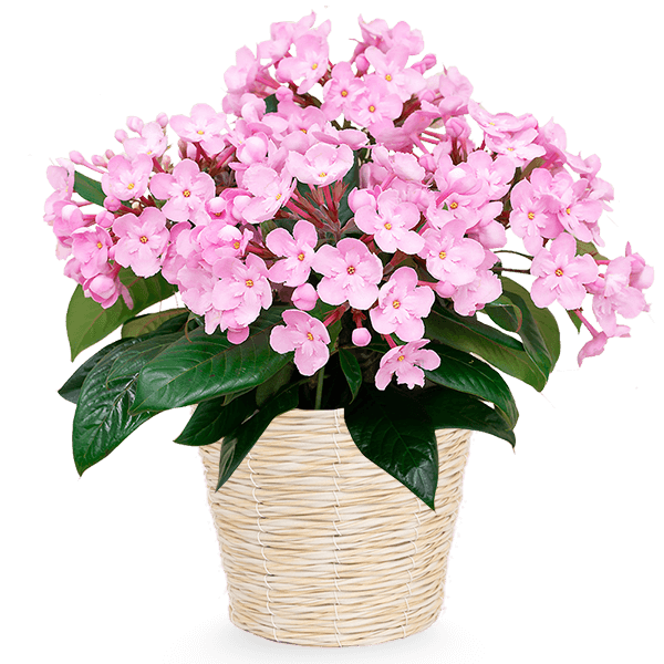 敬老の日におすすめ 産直におい桜鉢植え｜花キューピットの敬老の日におすすめ！人気のプレゼント特集 2021