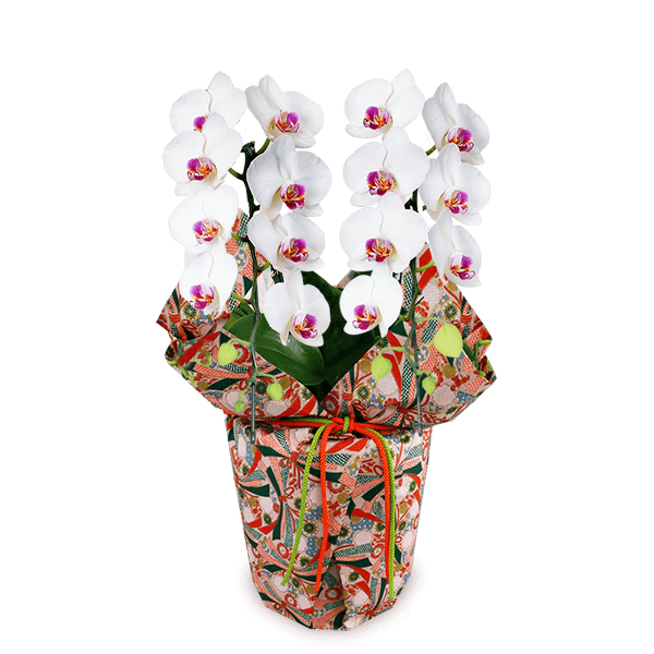 敬老の日の花 産直花鉢植えのギフト特集22 花束 アレンジメントのフラワーギフト通販なら花キューピット