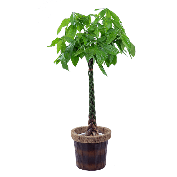 産直 観葉植物 通年 花や花束の宅配 フラワーギフト通販なら花キューピット