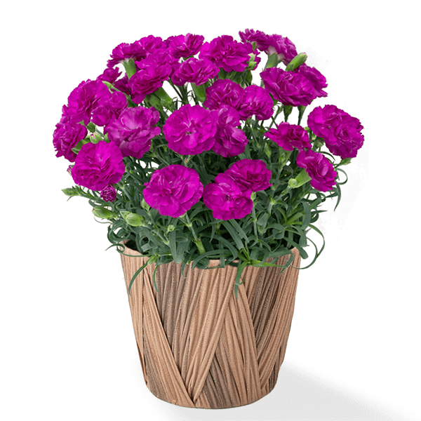 幸せの紫カーネーション鉢