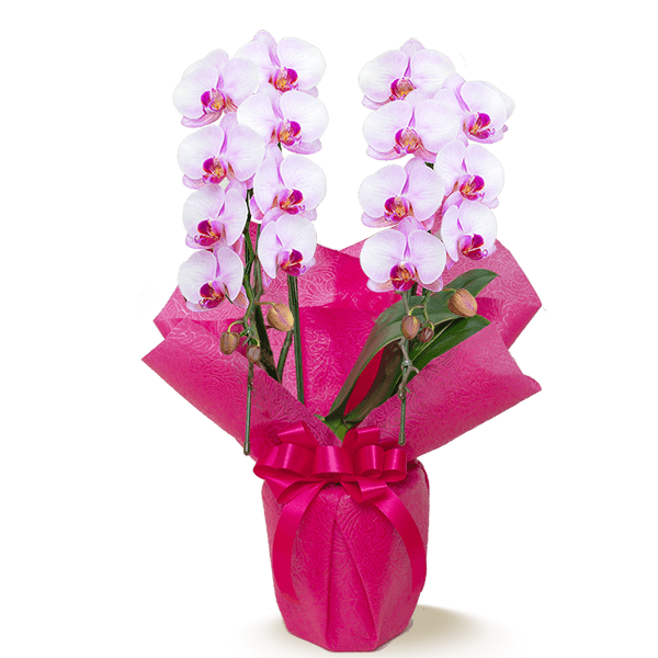 ピンク系の花鉢植え 母の日 産直花鉢植えのギフト特集2022