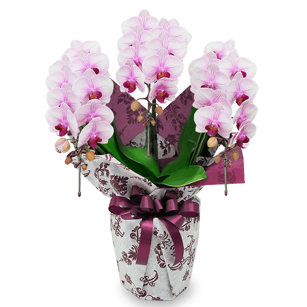 【モテギ洋蘭園胡蝶蘭・お祝い】ミディ胡蝶蘭　ストライプ　3本立ち(24輪前後）