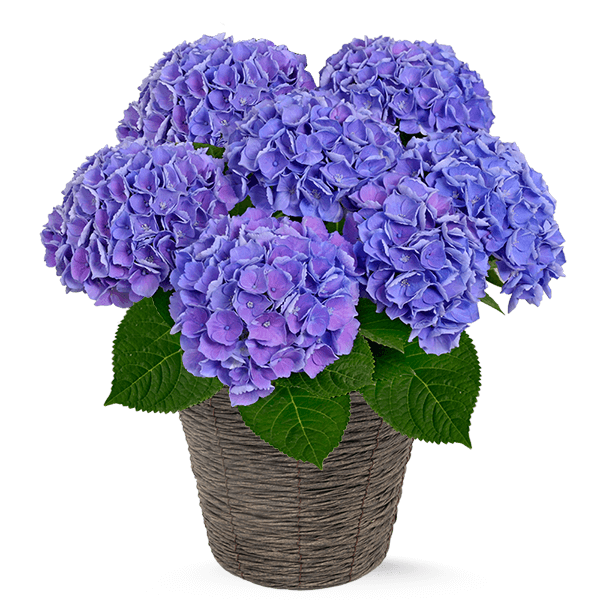 青・紫系の花鉢植え  | 花の種類・スタイルから探す
