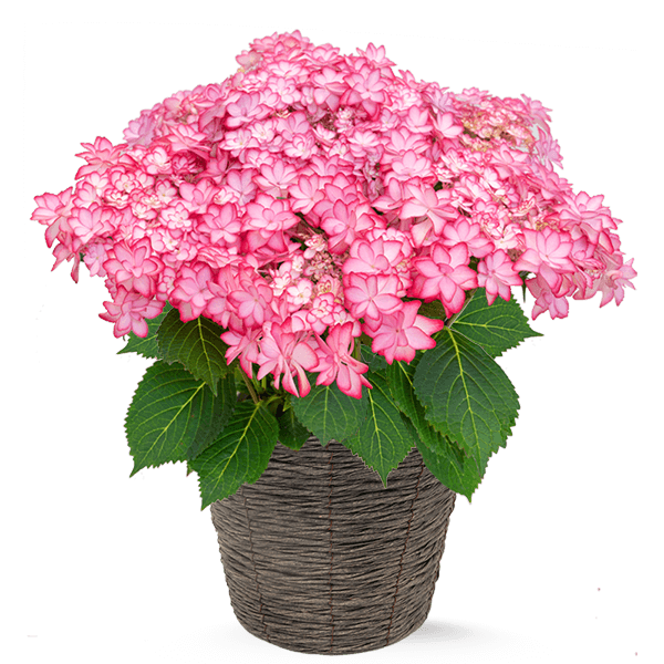 母の日 全ての花鉢植え一覧｜母の日 花のギフト・プレゼント特集2024