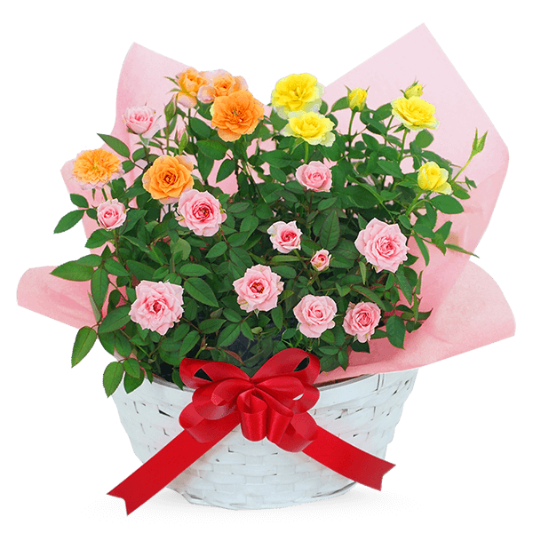 母の日 バラの鉢植え｜母の日 花のギフト・プレゼント特集2024
