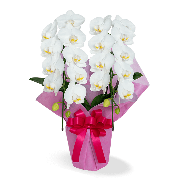 母の日ミディ胡蝶蘭の鉢植え ｜母の日 花のギフト・プレゼント特集2024