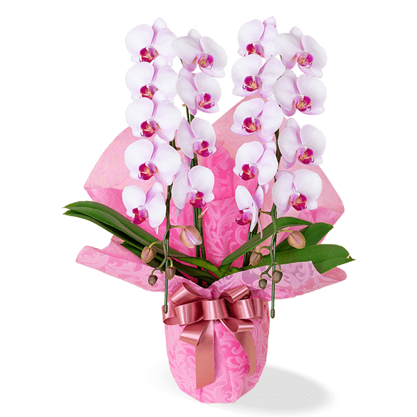 ピンク系の花鉢植え  | 花の種類・スタイルから探す