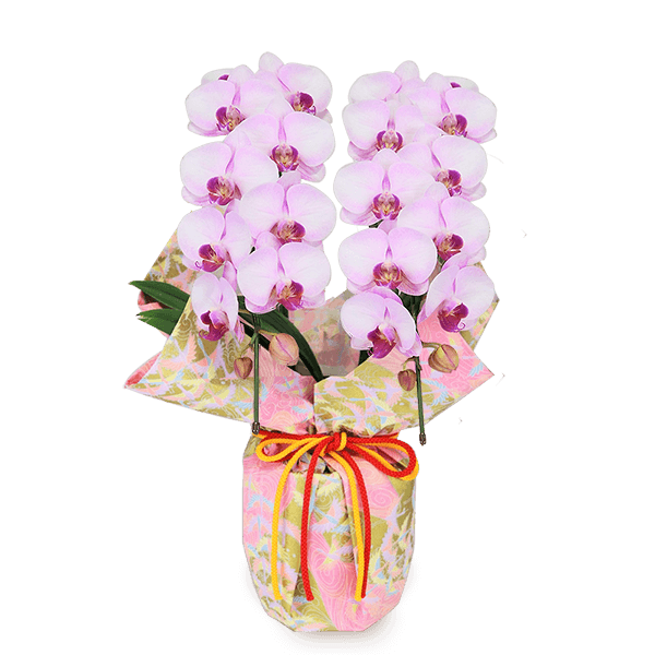 敬老の日 花鉢植えのおすすめランキング ｜敬老の日 ギフト・プレゼント特集2024