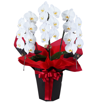 胡蝶蘭特急便 花や花束の宅配 フラワーギフト通販なら花キューピット 贈り物 プレゼントで花を贈ろう