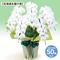 【花鉢（お供え胡蝶蘭）　北海道】お供え胡蝶蘭　5本立（つぼみを含む50輪以上）