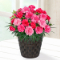 【母の日 産直花鉢植え】母の日 色変わりカーネーションの鉢植え（ピンク）