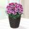 【母の日 産直花鉢植え】母の日 複色カーネーションの鉢植え（紫）