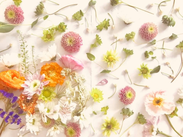 お祝いギフトに最適な花言葉を持った植物 ひる12時までなら 本日中に お祝いに最適な胡蝶蘭 コチョウラン をお届けします ビジネス花 キューピット 公式サイト