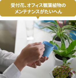 受付花、オフィス観葉植物のメンテナンスがたいへん