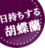 お盆(新盆・初盆)|花キューピットおすすめの季節のフラワー