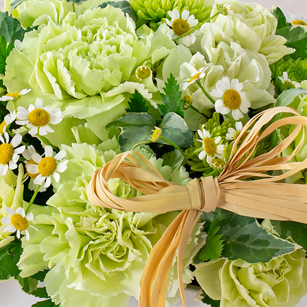 【母の日ギフト】ロマンチック（グリーン）母の日に贈りたい緑のカーネーションの花言葉は「癒し」