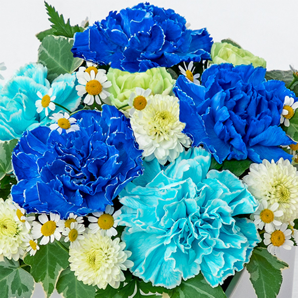 【母の日ギフト ランキング】ロマンチック（ブルー）母の日に新たな彩りを添える、宝石のような青いカーネーション