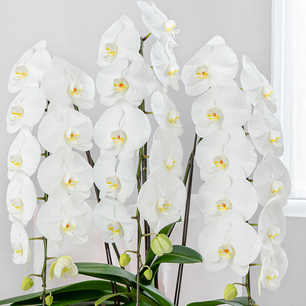 胡蝶蘭 3本立（開花輪白30以上）母の日ラッピング【北海道お届け用