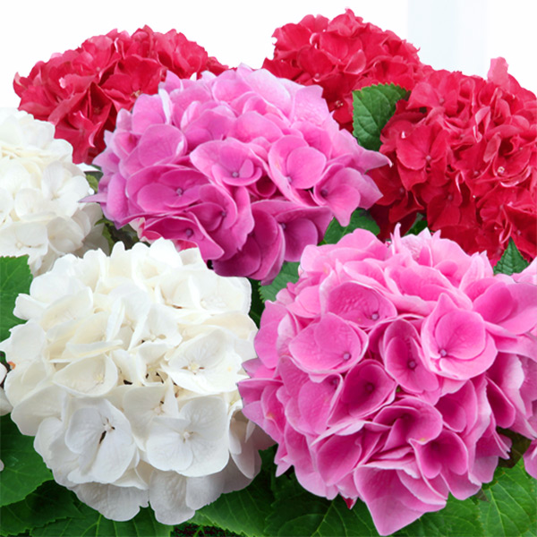 母の日あじさい3色寄せ 赤 白 ピンク 母の日 産直ギフト 花や花束の宅配 フラワーギフト通販なら花キューピット