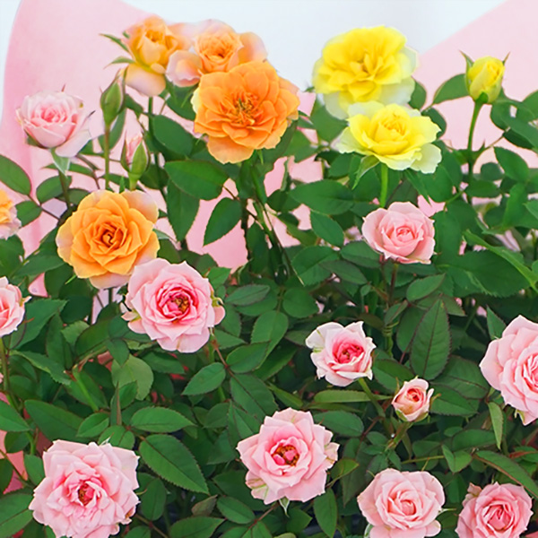 母の日限定ミニバラの寄せ鉢 3色 母の日 産直ギフト 花や花束の宅配 フラワーギフト通販なら花キューピット