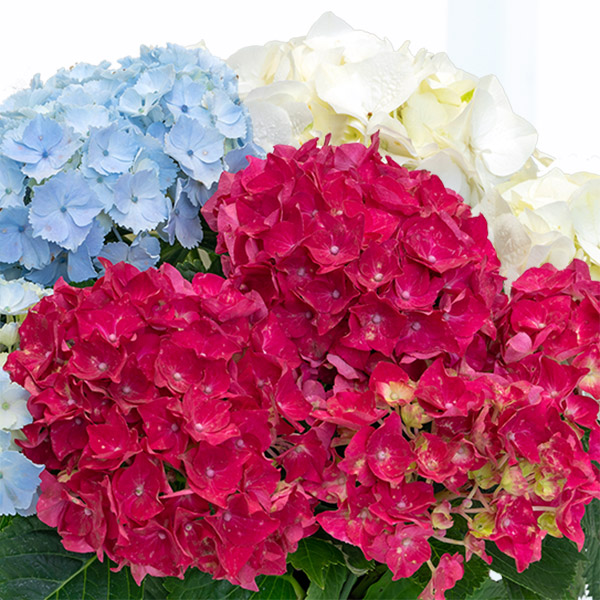 母の日あじさい3色寄せ 赤 白 ライトブルー 母の日 産直ギフト 花や花束の宅配 フラワーギフト通販なら花キューピット 7114