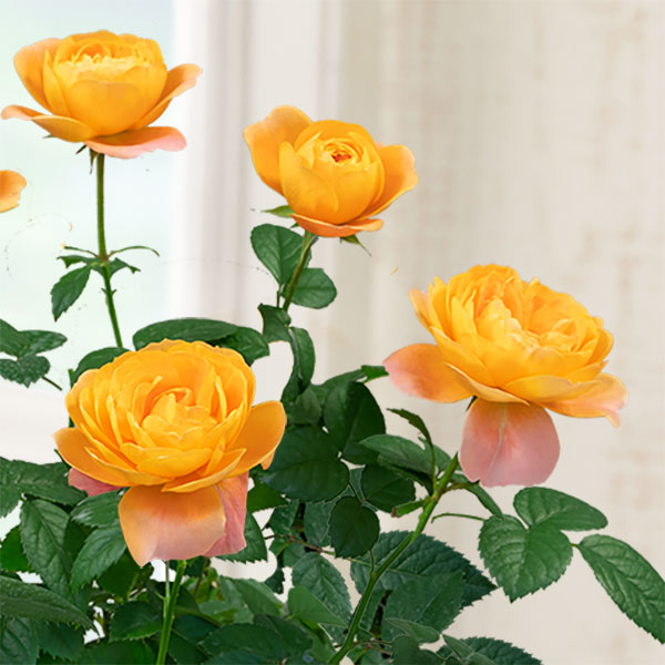 バラ ジューシーテラッツァ 母の日 産直ギフト 花や花束の宅配 フラワーギフト通販なら花キューピット