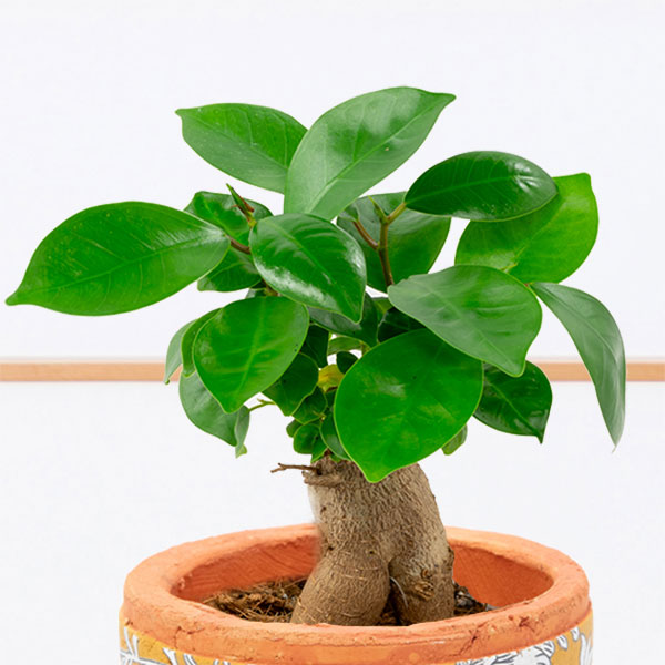 【敬老の日 産直花鉢植え】敬老の日 観葉植物 ガジュマル幸福をもたらす木として人気の育てやすい観葉植物