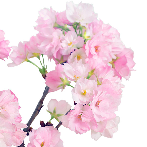 桜盆栽（旭山桜）お花見セット - 産直鉢物（さくら鉢）｜｜花や花束の