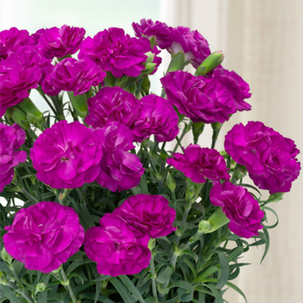 【母の日 産直ギフト】幸せの紫カーネーション鉢赤紫色の花が上品なカーネーション