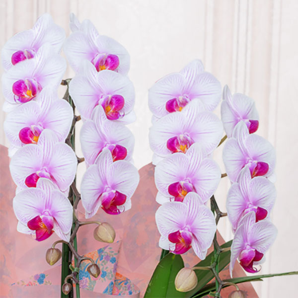 ミディ胡蝶蘭ストライプ3本立 千代紙ラッピング 母の日 産直ギフト 花や花束の宅配 フラワーギフト通販なら花キューピット