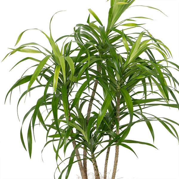 【産直　観葉植物（通年）】ドラセナ・リフレクサスタイリッシュな見た目のドラセナリフレクサ