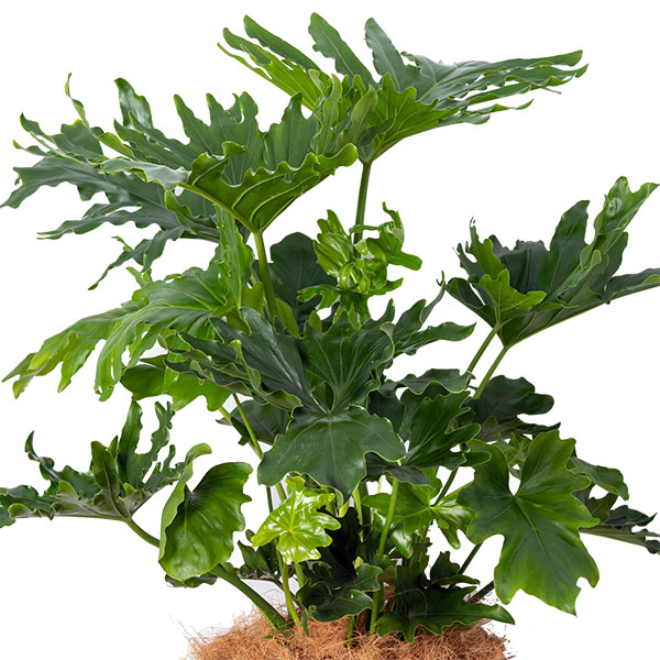 【産直　観葉植物（通年）】フィロデンドロン・ホープ大きな葉をゆったり広げるボリューム満点の観葉植物
