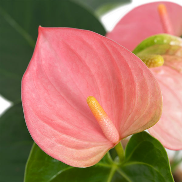 アンスリウム ピンク 敬老の日 産直ギフト 花や花束の宅配 フラワーギフト通販なら花キューピット