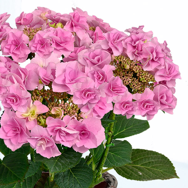 【母の日 産直ギフト】母の日あじさい　フェアリーアイバラの様な幾重にも重なった花が特徴。根強い人気商品！