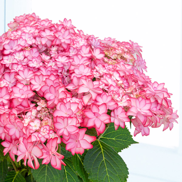 【母の日 産直ギフト】母の日あじさい　ひなまつり（ピンク）覆輪のかわいい花が特徴の「ひなまつり」ピンク