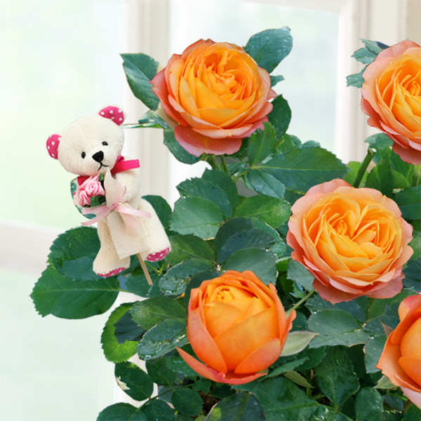 【母の日 産直ギフト】母の日バラ　ベビーロマンティカ（クマのピック付き）かわいいクマのピック付き！コロンとした可愛い花形が人気！