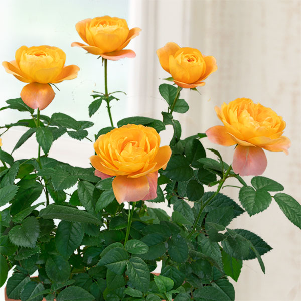 【母の日 産直ギフト】母の日バラ　ジューシーテラッツァ香りがよくオレンジ色からの花色の変化も楽しめるミニバラ