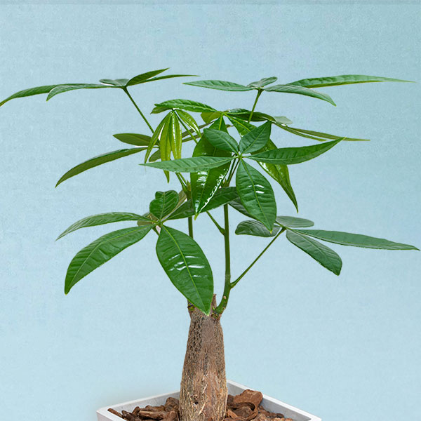 【父の日産直ギフト】観葉植物 パキラ縁起の良い花言葉を持つ、プレゼントにピッタリの観葉植物