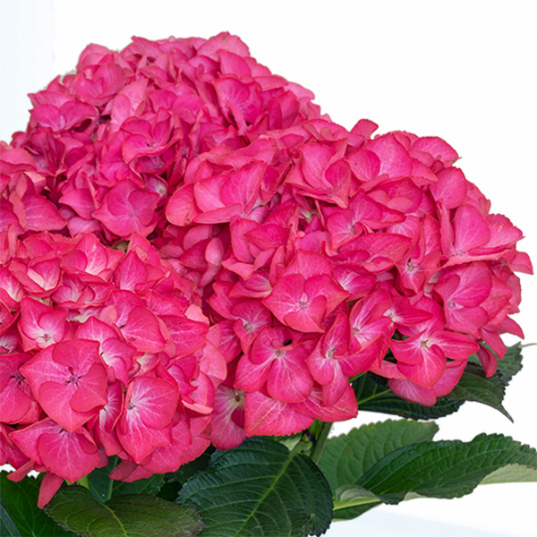 【母の日 産直ギフト】母の日あじさい　レッドエンジェル濃い葉色と鮮やかな花色のコントラストが美しいあじさい