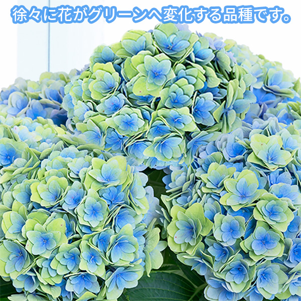 【母の日 産直ギフト】母の日あじさい　フロレンティーナ（ブルー）淡いライトブルーのグラデーションが柔らかな印象のあじさい
