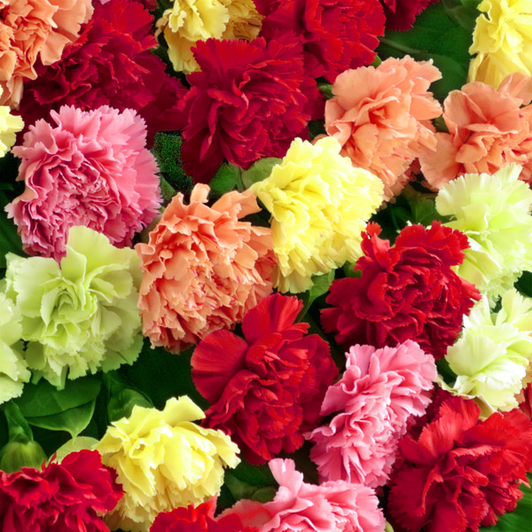 花キューピットの母の日フラワーアレンジメント 花束特集21 フラワーギフト通販なら花キューピット