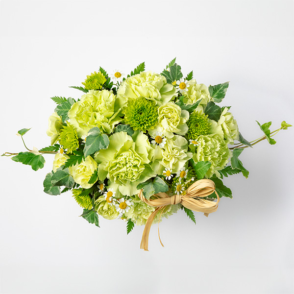 【母の日ギフト】ロマンチック（グリーン）母の日に贈りたい緑のカーネーションの花言葉は「癒し」