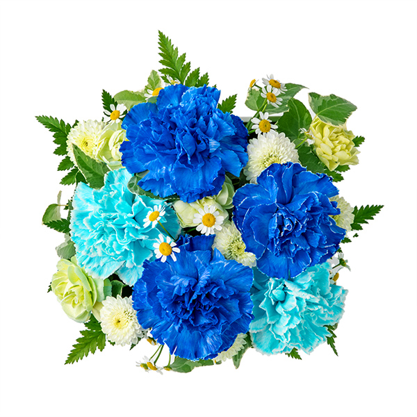 【母の日ギフト ランキング】ロマンチック（ブルー）母の日に新たな彩りを添える、宝石のような青いカーネーション
