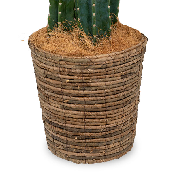 【産直　観葉植物（通年）】柱サボテン（3本立）　バスケット贈りものにもご自宅用にも人気の柱サボテン