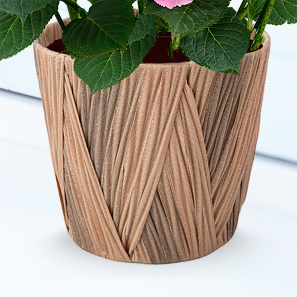 母の日あじさい フェアリーアイ 母の日 産直ギフト 花や花束の宅配 フラワーギフト通販なら花キューピット