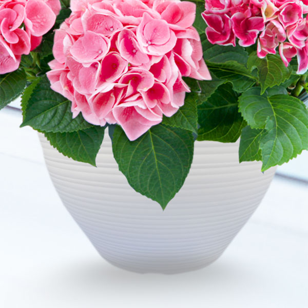 母の日あじさい3色寄せ 白 ピンク 覆輪ピンク 母の日 産直ギフト 花や花束の宅配 フラワーギフト通販なら花キューピット