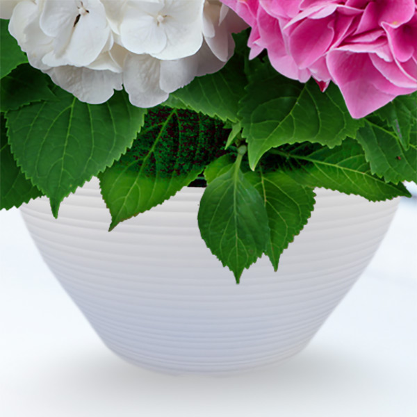 母の日あじさい3色寄せ 赤 白 ピンク 母の日 産直ギフト 花や花束の宅配 フラワーギフト通販なら花キューピット